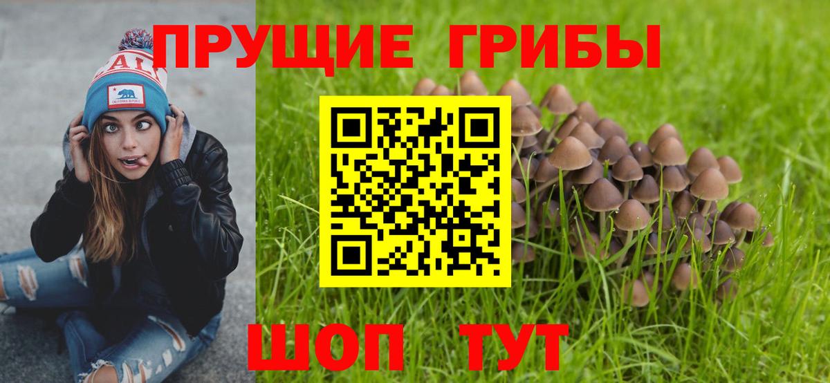 Псилоцибиновые грибы Psilocybe Лесной
